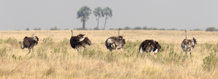 Adult Ostrich walking in the Kalahari, Botswanaの写真素材