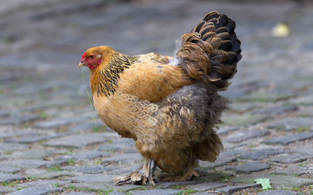 Full body of brown chicken hen standing, Germanyの写真素材