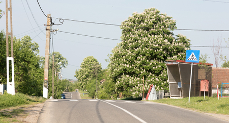 Zebra crossing in a village in Romaniaの写真素材