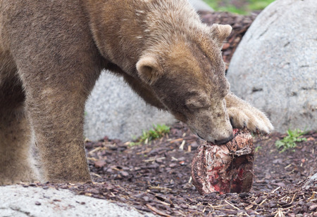 Polar bear eating a piece of fresh meatの写真素材