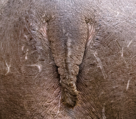 Close-up of a hippo, small tail on a large butt