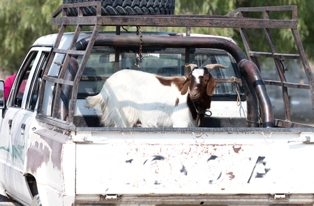 Goat on it's way to the butcher - Botswanaの写真素材