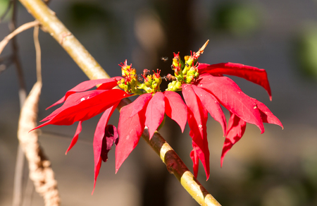Colorful red leaves with small flies, Botswanaの写真素材