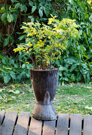 Wooden pot with a plant in it - Namibiaの写真素材