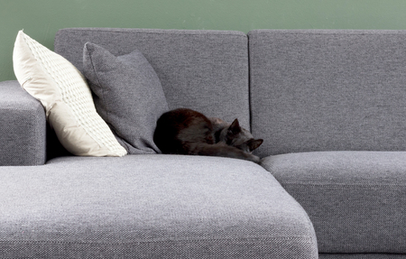 Black cat sleeping on a grey couchの写真素材