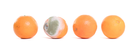 Rotten orange isolated on a white background