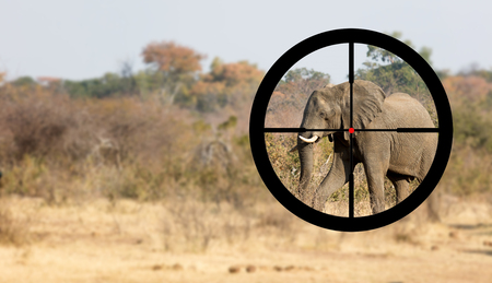 Hunting: African elephant in it's natural habitat, view of a hunterの写真素材