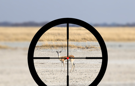 Hunting a Common Impala (Aepyceros melampus) - Crosshairsの写真素材