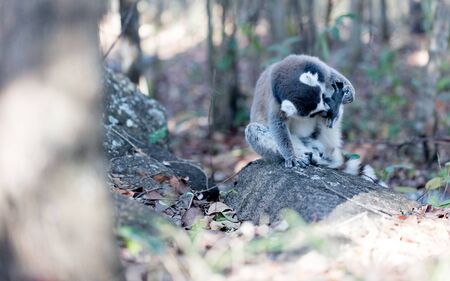 Famous Madagascar Maki lemur, Ring tailed lemur. Reserve d'Anja National Park