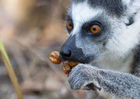 Famous Madagascar Maki lemur, Ring tailed lemur, eating. Reserve d'Anja National Park