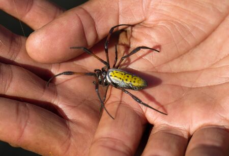 Golden silk orb-weaver on adult hand, Madagascar