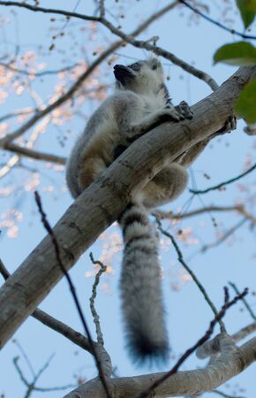 Famous Madagascar Maki lemur, Ring tailed lemur. Reserve d'Anja National Parkの写真素材
