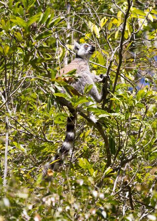 Ring-tailed lemur, lemur catta, Madagascar, Africaの写真素材