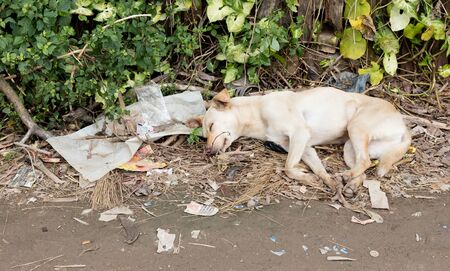 Sleepy street dog on the streets of rural Madagascarの写真素材