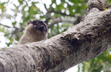 Wet common Brown Lemur (Eulemur fulvus fulvus), Madagascar