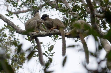 Wet common Brown Lemur (Eulemur fulvus fulvus), Madagascar