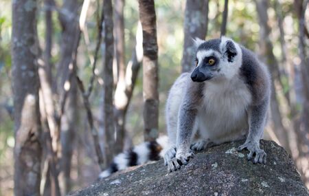 Famous Madagascar Maki lemur, Ring tailed lemur. Reserve d'Anja National Parkの写真素材