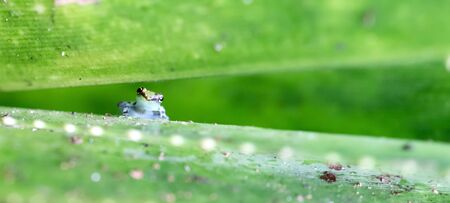 Small green frog sitting on the jungle leafs, Madagascar - Selective focus