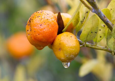Ripe mandarin tree growing in central Madagascar, Africaの写真素材