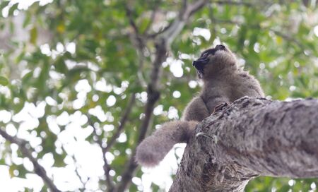 Wet common Brown Lemur (Eulemur fulvus fulvus), Madagascar
