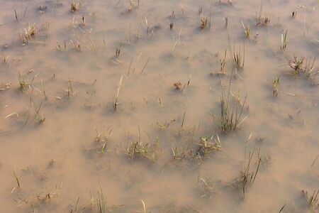Agricultural fields in Madagascar, food for the local peopleの写真素材