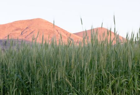 Agricultural fields in Madagascar, food for the local peopleの写真素材