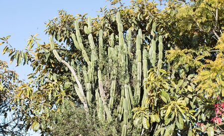 Cactus in a blue sky, Madagascar, Africa