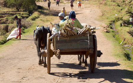 Fiadanana, Madagascar on july 26, 2019 - Children in a zebu cart. Many children in this region don't go to school because of povertyのeditorial素材