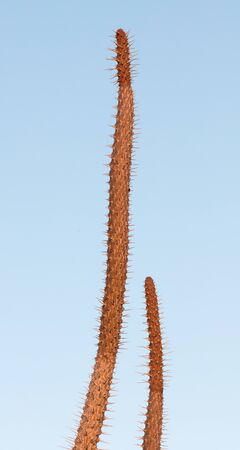 Cactus on Madagascar, sharp needles all around