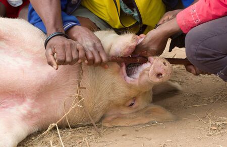 Pig on a local Malagasy market is being inspected, Madagascar