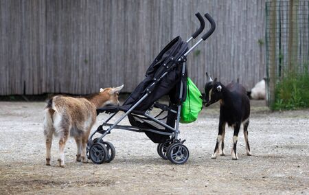 Goats investigating a pram, in search of food
