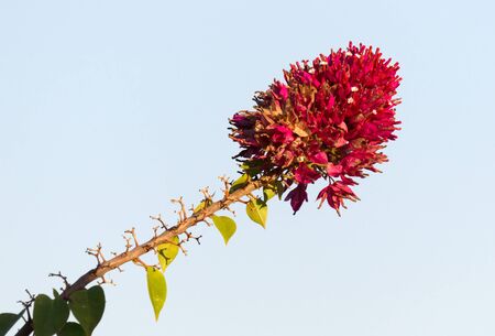 Large red flower on a plant in Madagascarの写真素材