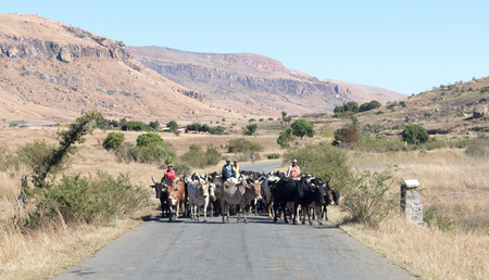 Ranohira, Madagascar on july 30, 2019 - Herd of Zebu walking on the road. Zebu are the working horse of agricultural Madagascar, Ranohira, Madagascarのeditorial素材