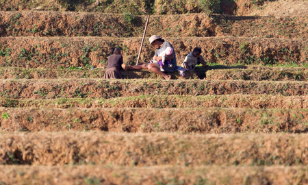 Fiadanana, Madagascar on july 26, 2019 - Woman with child working on a field in Madagascar. Food for over 25 million Malagasy people, Antsirabe, Madagascarのeditorial素材