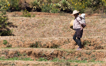 Fiadanana, Madagascar on july 26, 2019 - Pregnant woman working on a field in Madagascar. Food for over 25 million Malagasy people, Antsirabe, Madagascarのeditorial素材