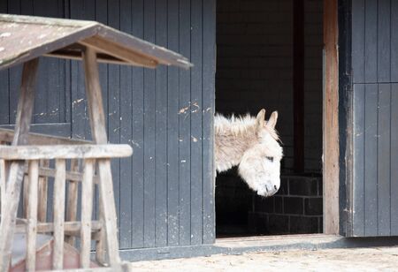 Donkey in a barn, only the head is visibleの写真素材