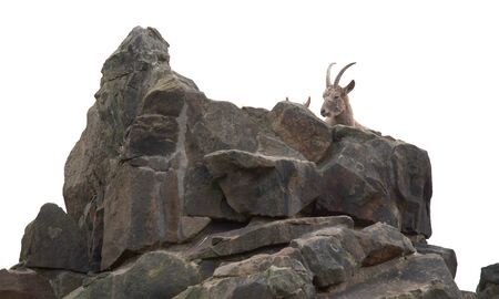 Capricorn resting on the rocks, selective focusの写真素材