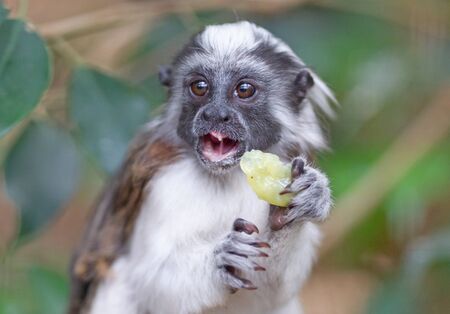 Black and white color small monkey Oedipus Tamarin, eatingの写真素材