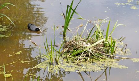 Coot`s nest coot with eggs on the shore of a pondの写真素材