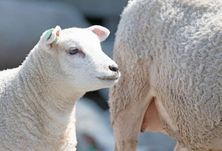 Mother sheep with her lamb, the Netherlandsの写真素材