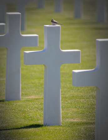 Rows of graves in the American mlitary cemetary in Luxembourg, bird on top of a graveの写真素材