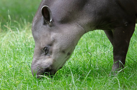 Closeup portrait of a tapir eating fresh grass