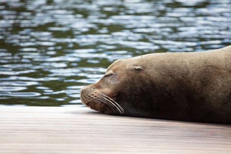 Portrait of a California sealion relaxing, selective focusの写真素材