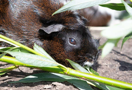Guinea pig eating a fresh leaf, selective focus