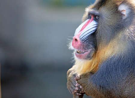 Colorful mandrill baboon, selective focus on eyesの写真素材