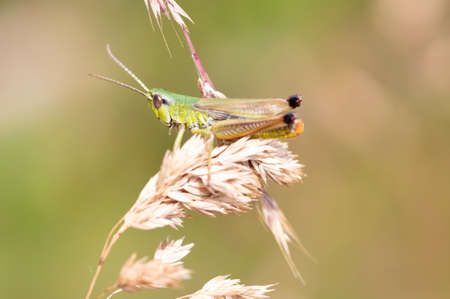Grasshopper on yellow grass, selective focus on eyeの写真素材