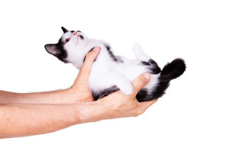 Black and white kitten in the hands of an adult man, isolatedの写真素材