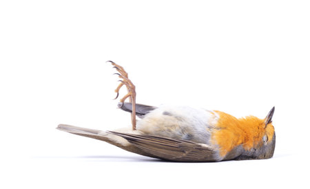 Dead robin red breast bird, isolated on whiteの写真素材