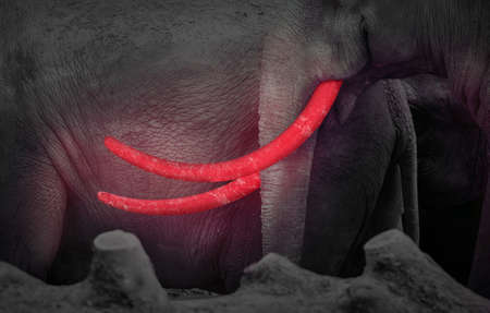 Glowing tusks of a large elephant in the darkの写真素材