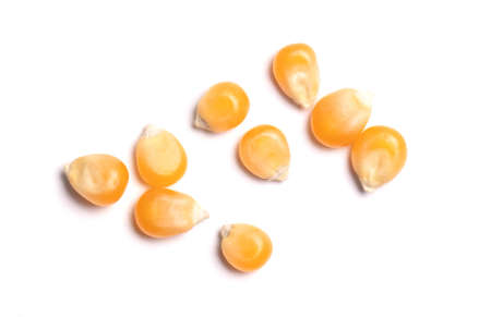 Popcorn corn - Raw grain, isolated on white